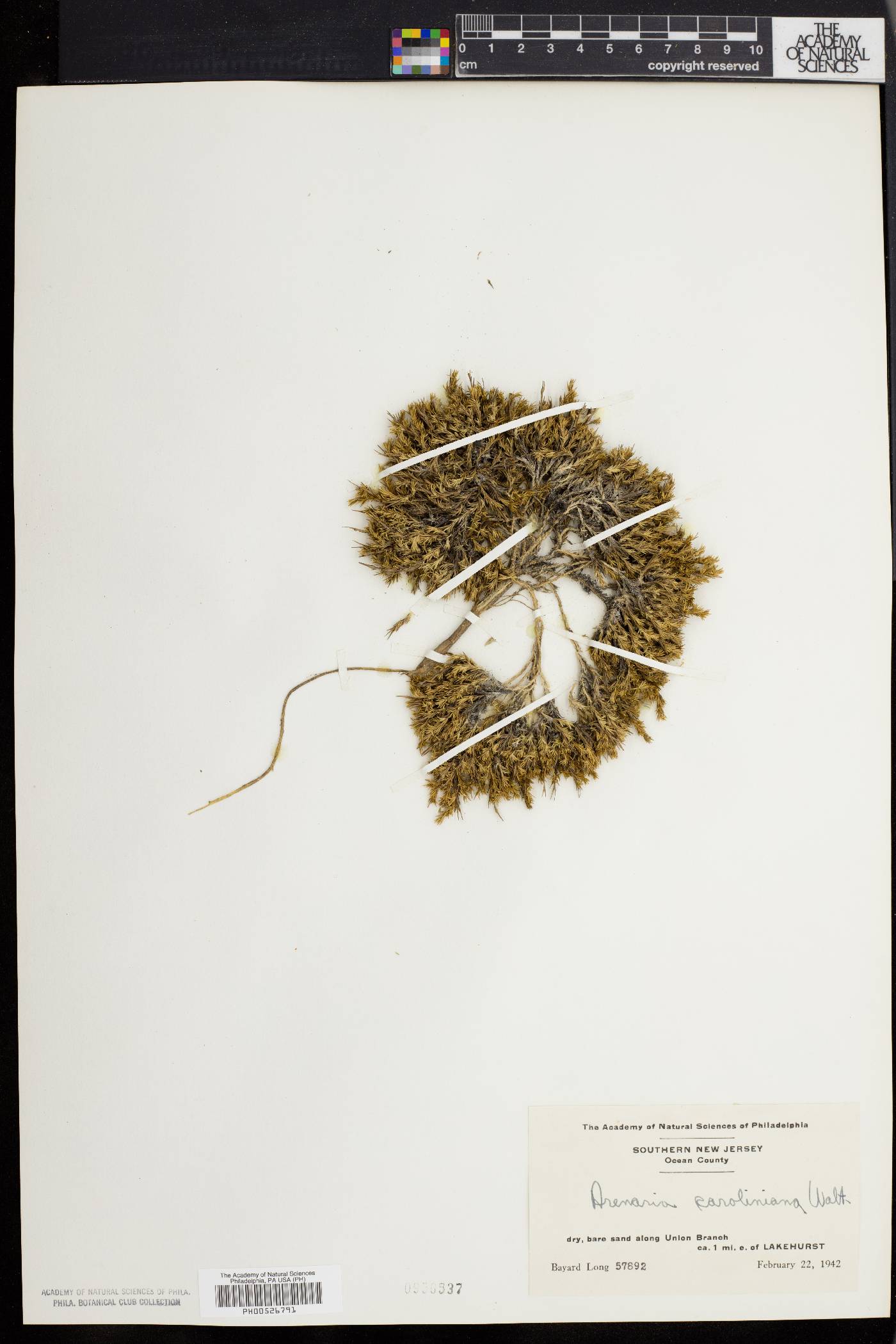 Sabulina caroliniana image