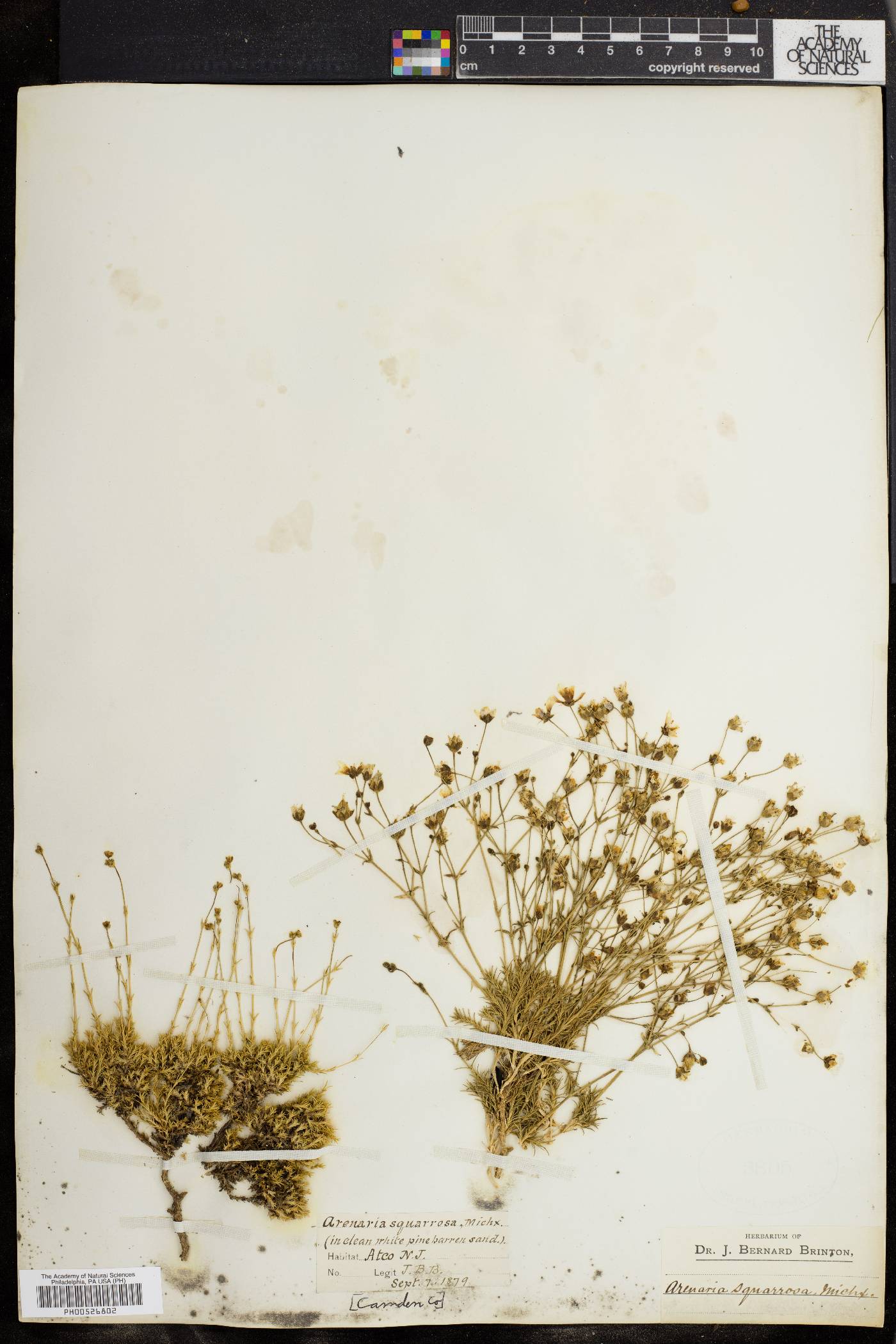 Sabulina caroliniana image