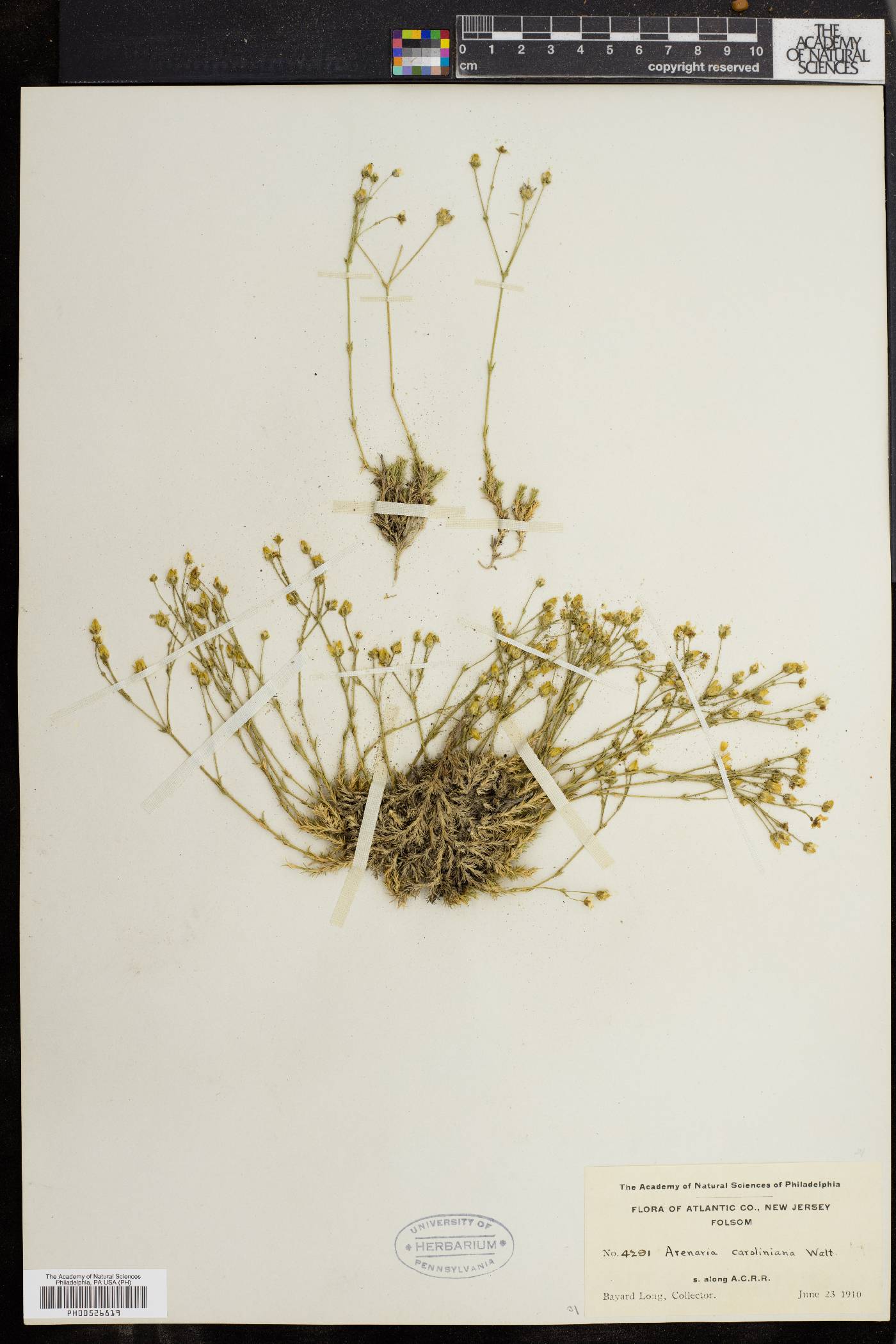 Sabulina caroliniana image