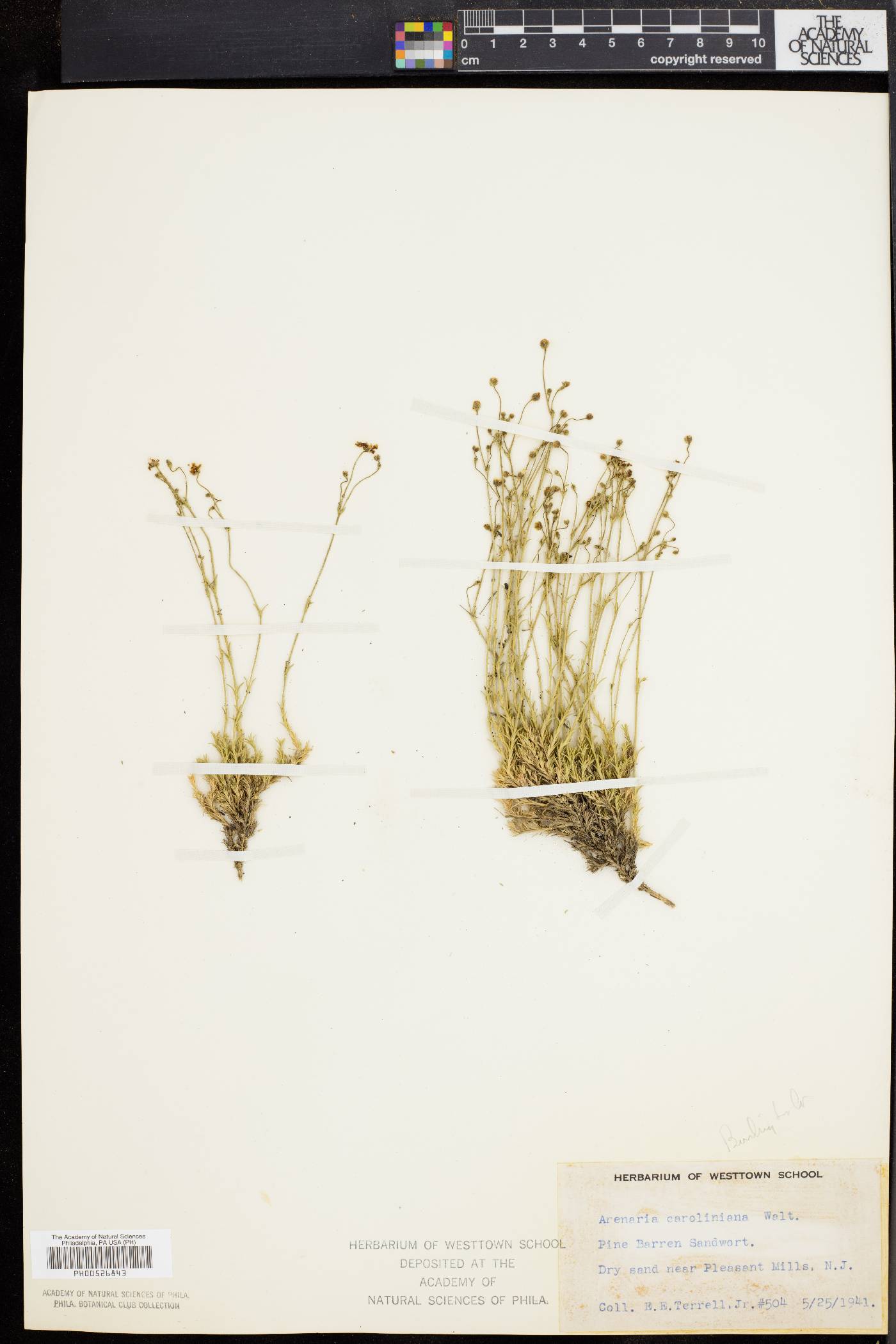 Sabulina caroliniana image
