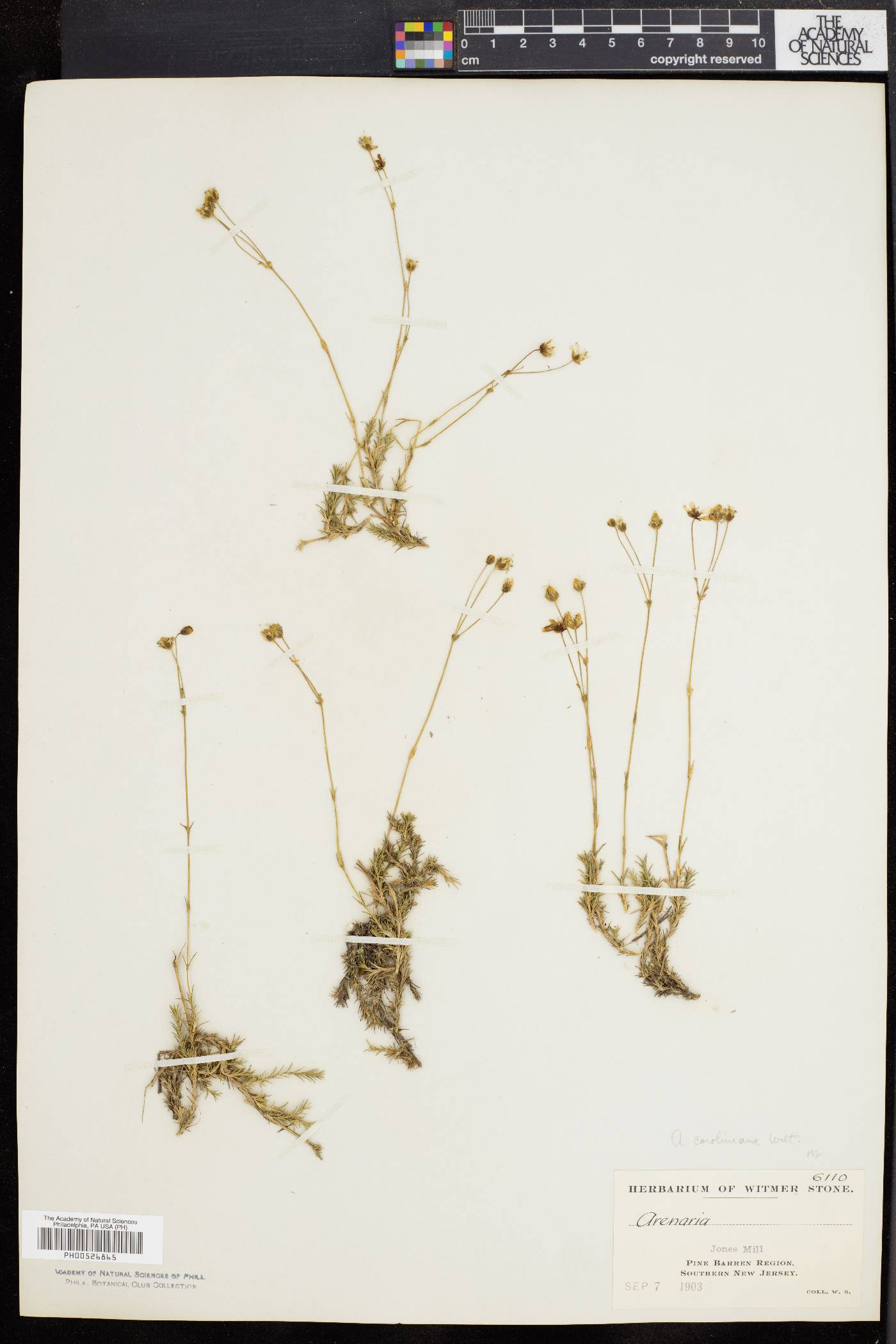 Sabulina caroliniana image