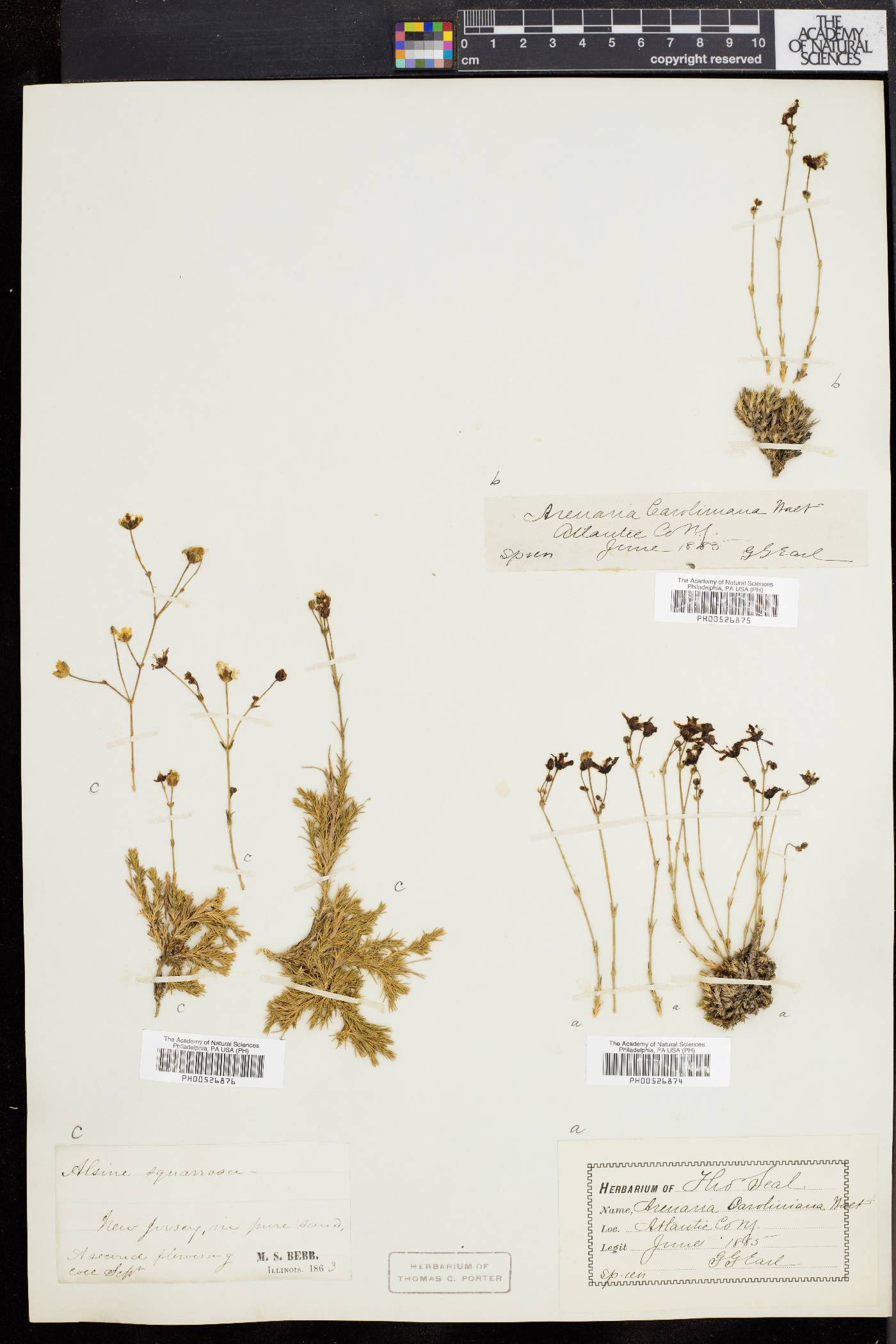 Sabulina caroliniana image