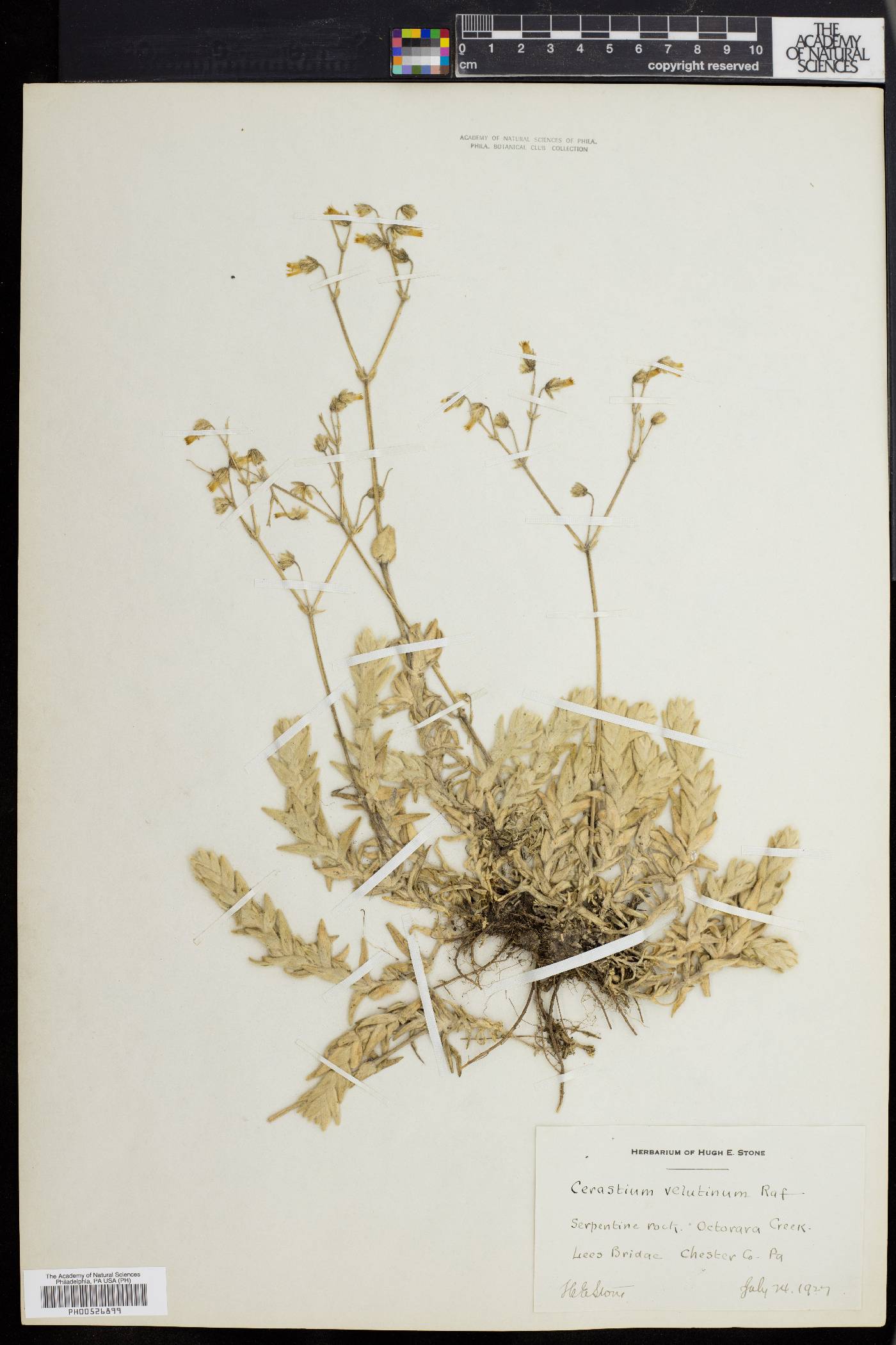 Cerastium arvense var. villosissimum image