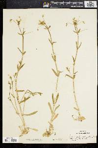 Cerastium nutans image