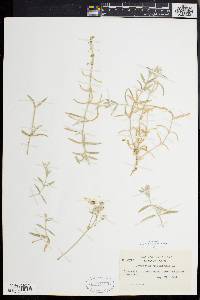 Cerastium tomentosum image