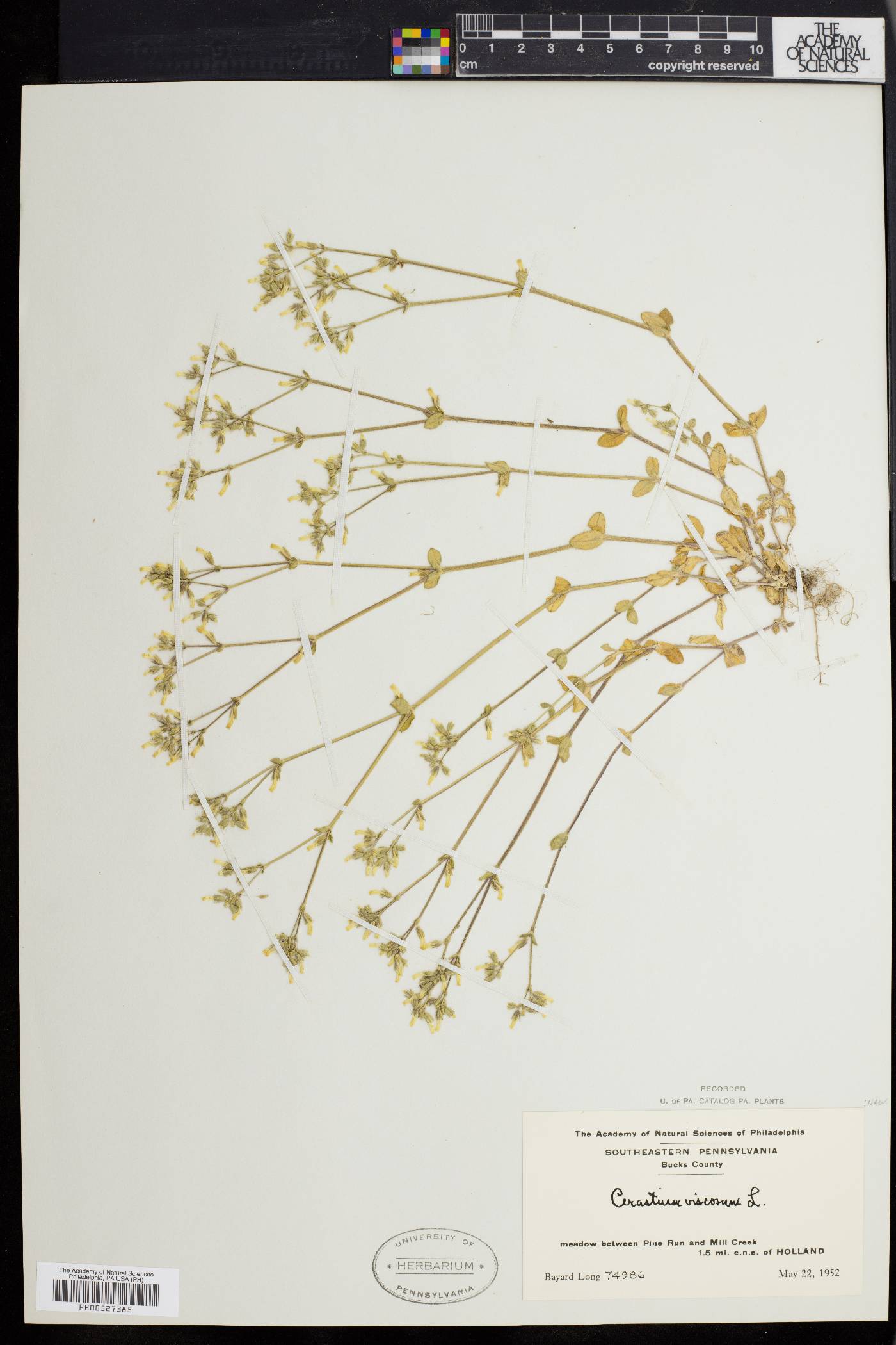 Cerastium viscosum image