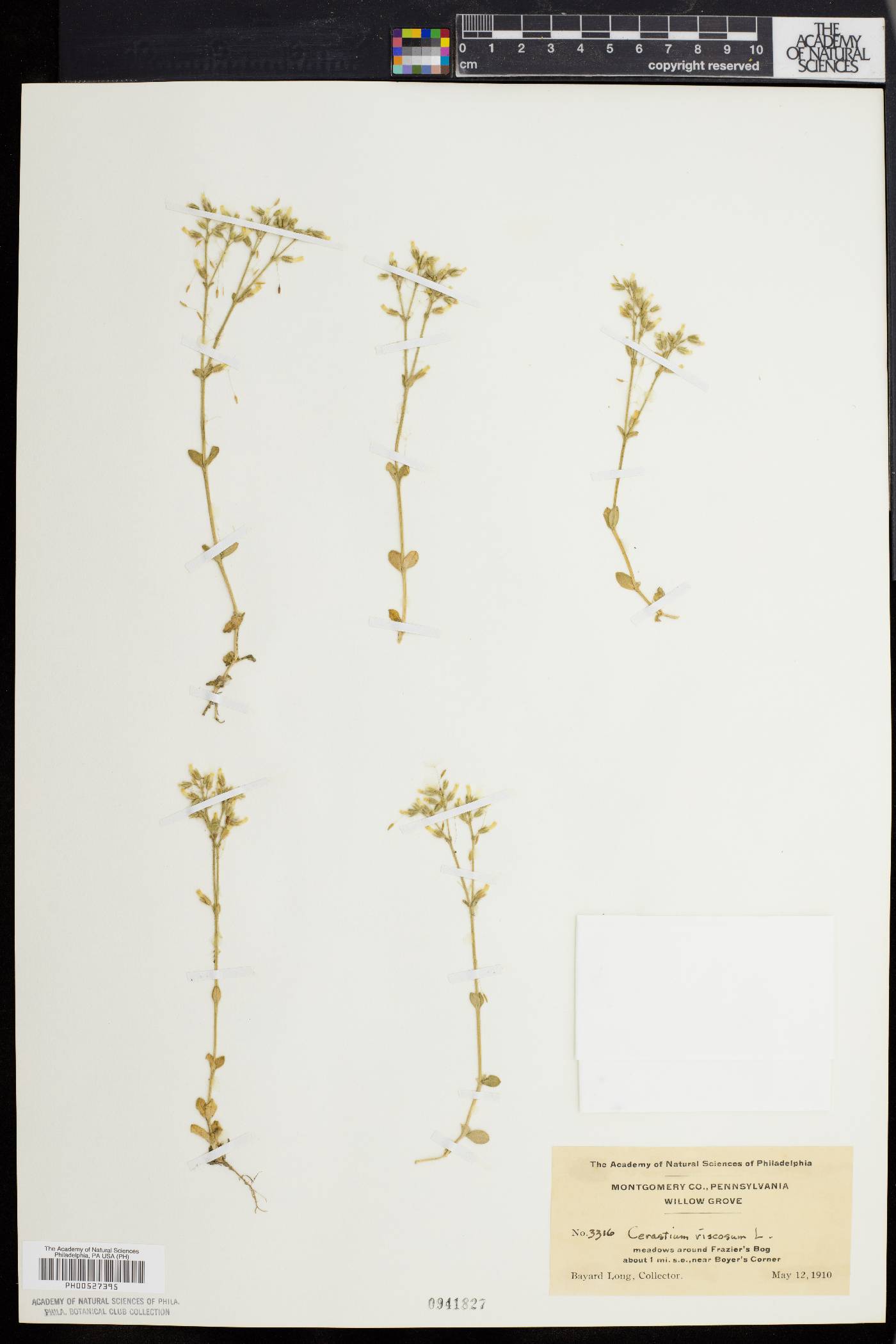 Cerastium viscosum image