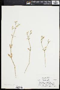 Cerastium fontanum subsp. vulgare image