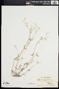Cerastium fontanum subsp. vulgare image
