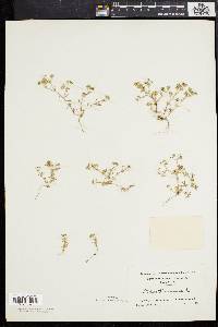 Scleranthus annuus image