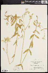 Silene vulgaris image