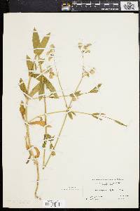 Silene vulgaris image