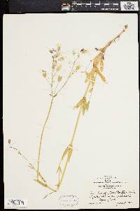 Silene vulgaris image