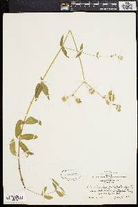 Silene vulgaris image