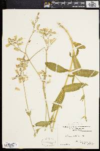 Silene vulgaris image