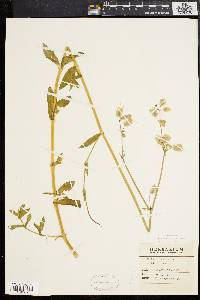 Silene vulgaris image