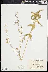 Silene vulgaris image