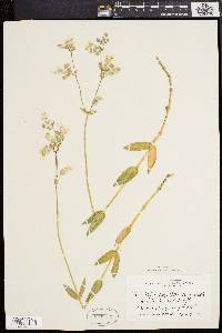 Silene vulgaris image