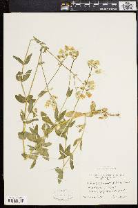 Silene vulgaris image