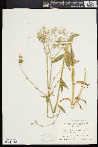 Silene vulgaris image