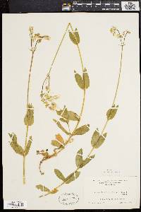 Silene vulgaris image