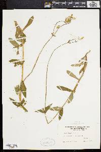 Silene vulgaris image