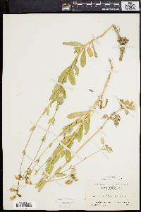 Silene vulgaris image