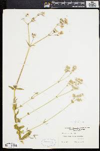 Silene vulgaris image