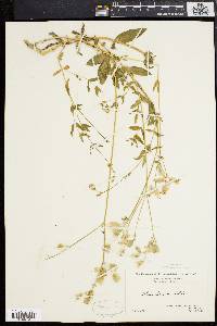 Silene vulgaris image