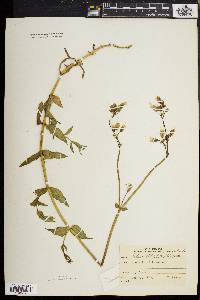 Silene vulgaris image