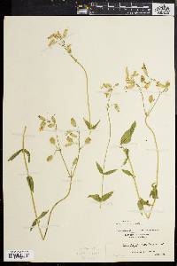 Silene vulgaris image