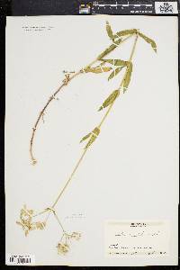 Silene vulgaris image