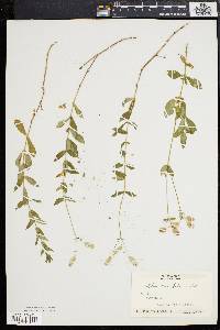 Silene vulgaris image