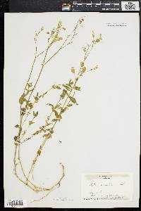 Silene vulgaris image