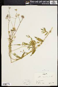 Silene vulgaris image