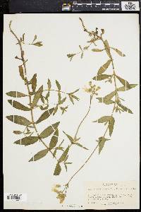 Silene vulgaris image