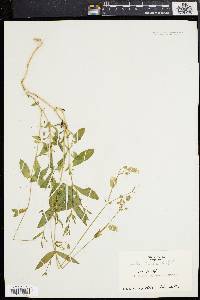 Silene vulgaris image