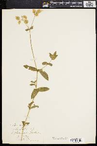 Silene vulgaris image