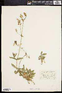 Silene vulgaris image