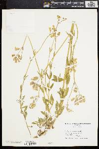 Silene vulgaris image