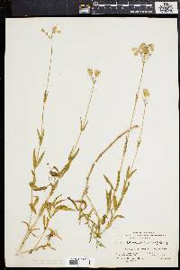 Silene vulgaris image