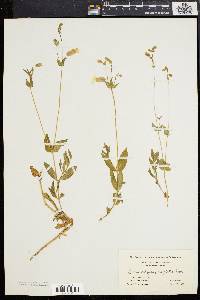 Silene vulgaris image