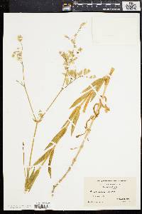 Silene vulgaris image