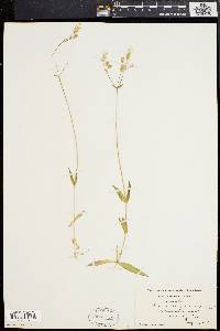 Silene vulgaris image