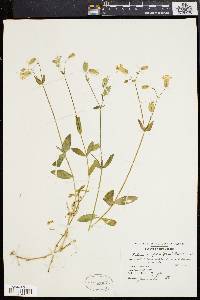 Silene vulgaris image