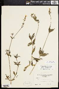 Silene latifolia image