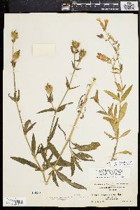 Silene latifolia image