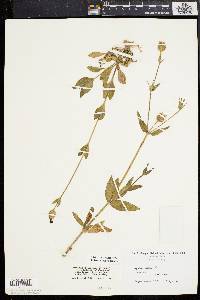 Silene latifolia image