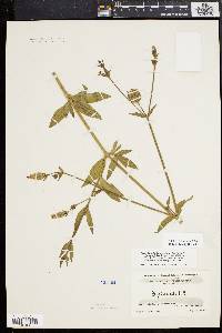 Silene latifolia image