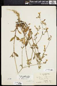 Silene latifolia image